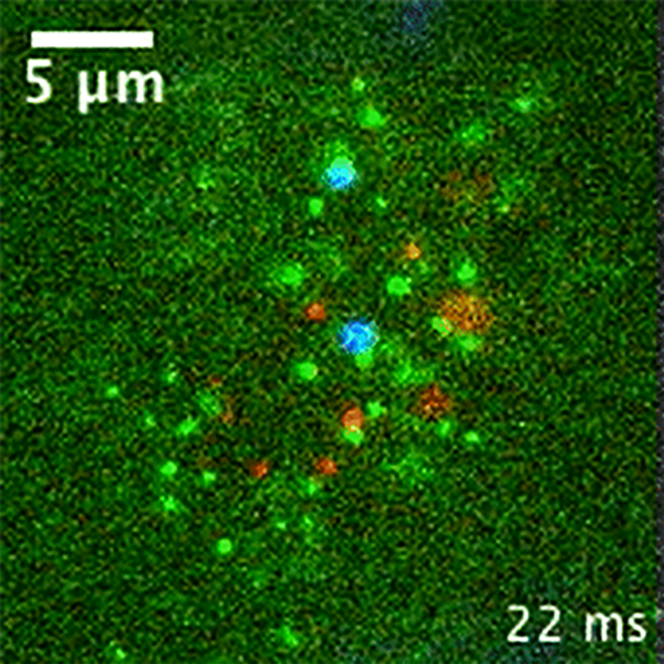 Single-Molecule Probes - Molecular Biophysics